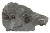 Plate of Four Red Embers Garnets in Graphite - Massachusetts #272752-1